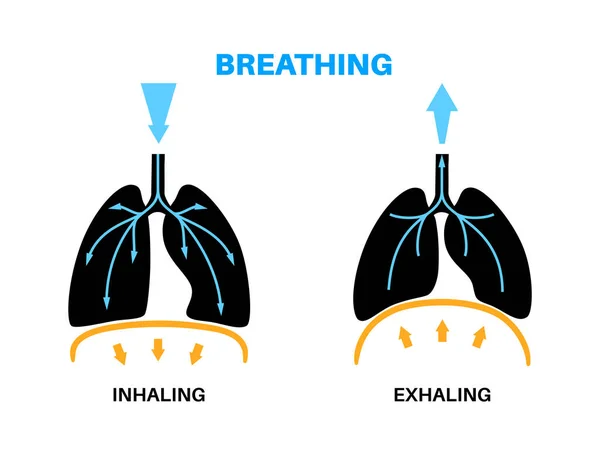 呼吸プロセスの概念 呼吸器系の計画 ダイヤフラム解剖ポスター 人間の体内の吸入 気管支 肺フラットベクトル医学教育用イラスト — ストックベクタ