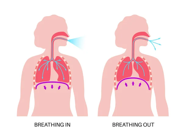 呼吸过程的概念 吸入系统方案 横隔膜解剖海报 吸入人体中 肋骨和肺扁平的女性轮廓 — 图库矢量图片
