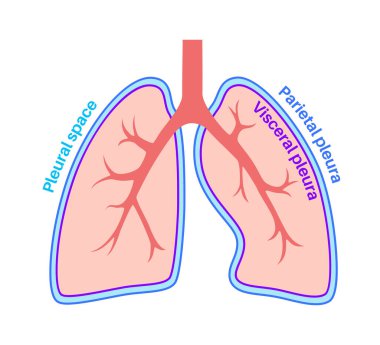 Plevra anatomisi konsepti. Göğüs boşluğu tıbbi afişi. İnsan vücudunda hatıra dokusu. Solunum sistemi şeması. Pulmoner pleurae diyagramı. Akciğerler, soluk borusu, bronşlar ve diyafram vektör çizimi..