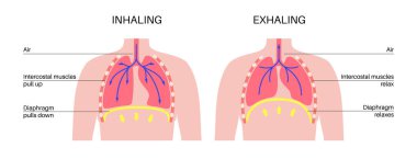 Nefes alma süreci konsepti. Solunum sistemi şeması. Diyafram anatomik poster. İnsan vücudunda solunum. Göğüs, nefes borusu, kaburga ve akciğerleri düz vektör çizimi olan erkek silueti..