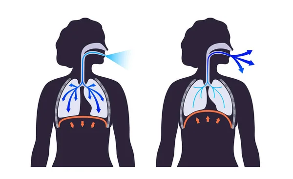 Koncept Dýchání Respirační Systém Brániční Anatomický Plakát Inhalace Lidském Těle — Stockový vektor