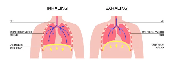 呼吸过程的概念 吸入系统方案 横隔膜解剖海报 吸入人体中 肋骨和肺扁平的男性轮廓 — 图库矢量图片