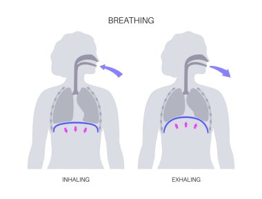 Nefes alma süreci konsepti. Solunum sistemi şeması. Diyafram anatomik poster. İnsan vücudunda solunum. Göğüs, nefes borusu, kaburga ve akciğerleri düz bir tıbbi illüstrasyon olan kadın silueti..