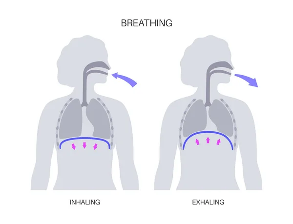 stock vector Breathing process concept. Respiration system scheme. Diaphragm anatomical poster. Inhalation in the human body. Female silhouette with chest, trachea, ribs and lungs flat vector medical illustration.