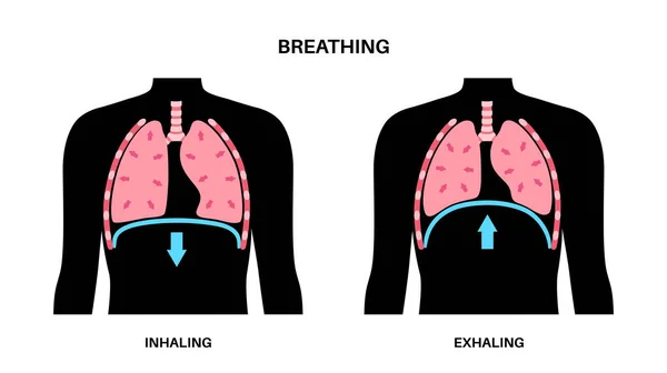 stock vector Breathing process concept. Respiration system scheme. Diaphragm anatomical poster. Inhalation in the human body. Male silhouette with chest, trachea, ribs and lungs flat vector medical illustration.