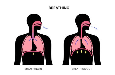 Nefes alma süreci konsepti. Solunum sistemi şeması. Diyafram anatomik poster. İnsan vücudunda solunum. Göğüs, nefes borusu, kaburga ve akciğerleri düz vektör çizimi olan erkek silueti..