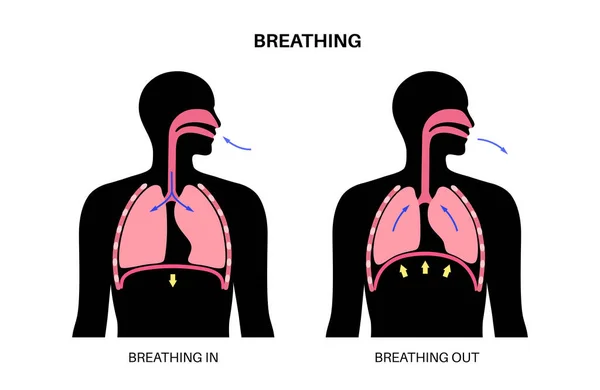 Atmungsprozess Konzept Atmungssystem Zwerchfell Anatomisches Plakat Einatmen Menschlichen Körper Männliche — Stockvektor