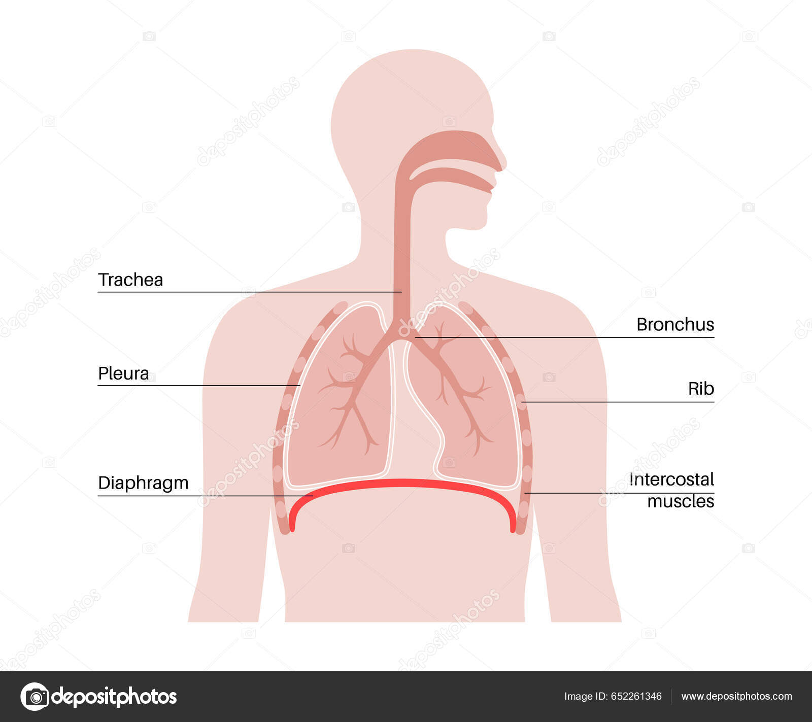 Músculos da parede torácica – Anatomia papel e caneta, image size:1600x1423