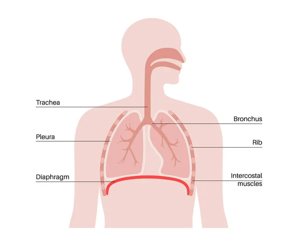 Cartel Anatómico Diafragma Músculo Principal Del Sistema Respiratorio Proceso Inhalación — Vector de stock