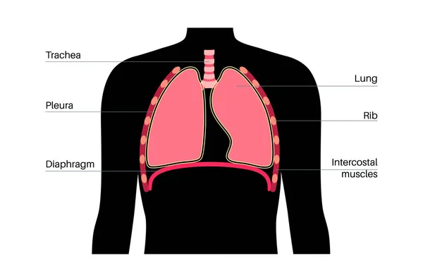 呼吸器系医学ポスター 男性のシルエットで呼吸の内部器官 航空会社 肺および血管 人体の解剖学的平面図の周りに酸素を移動する — ストックベクタ