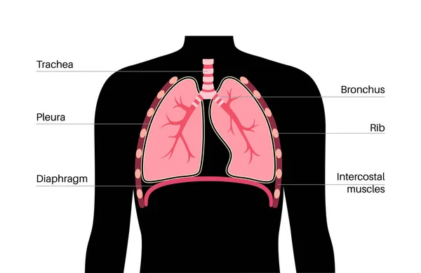 呼吸器系医学ポスター 男性のシルエットで呼吸の内部器官 航空会社 肺および血管 人体の解剖学的平面図の周りに酸素を移動する — ストックベクタ