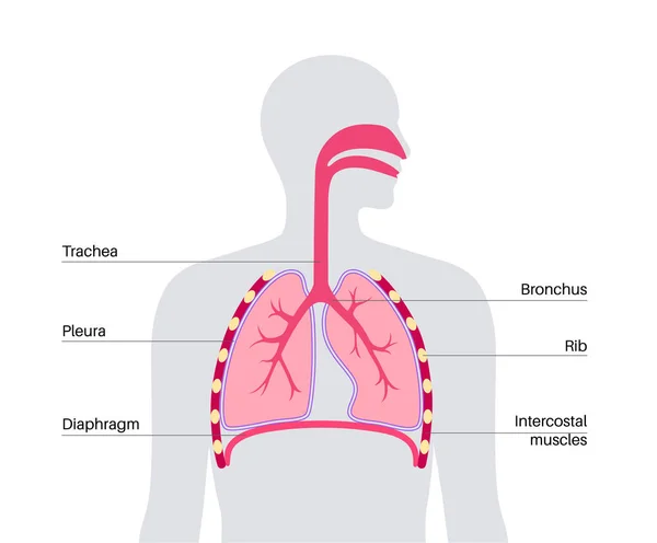 呼吸系统医疗海报 男性侧影中的内部呼吸器官 肺和血管 在人体解剖学平面矢量图上移动氧气 — 图库矢量图片