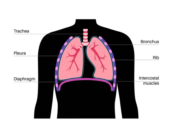 Medizinisches Plakat Des Atemwegssystems Innere Atemorgane Männlicher Silhouette Luftröhre Lungen — Stockvektor