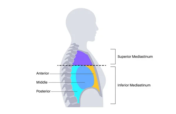 Affiche Anatomique Mediastinum Espace Dans Poitrine Qui Contient Cœur Les — Image vectorielle