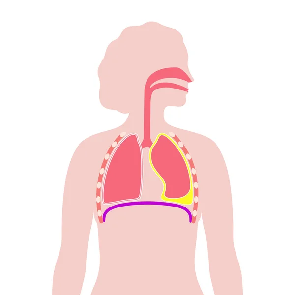 흉벽에 사이의 림프액 건강하지 호흡계 일러스트 — 스톡 벡터