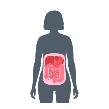 Karın boşluğu anatomik poster. İç organlar ve iç organlar için insan karnındaki boşluklar. Karaciğer, mide, kadın siluetinde ince ve kalın bağırsak, düz vektör tıbbi çizim.