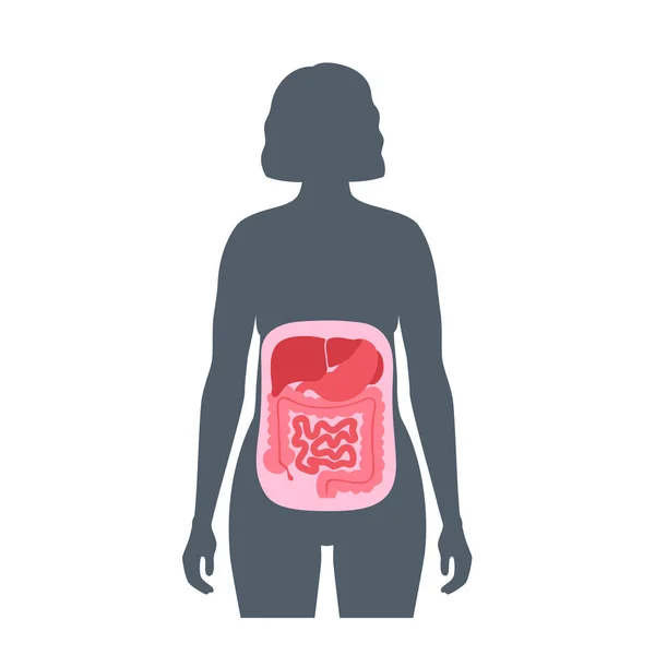 Cartaz Anatômico Cavidade Corporal Abdominal Espaços Abdômen Humano Para Órgãos — Vetor de Stock