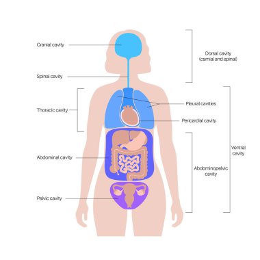 Vücut çürükleri anatomik poster. İç organlar ve iç organlar için kadın insan siluetinde boşluklar. Karında torasik ve abdominopelvic, omurga ve kraniyal kesitli sırt, düz vektör bulunur.