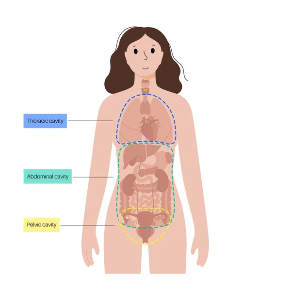 ボディキャビティ解剖ポスター 内臓や内臓のための女性の人間のシルエットのスペース 静脈には胸部と腹壁 脊柱と頭蓋のある背部 平らなベクトルが含まれています — ストックベクタ