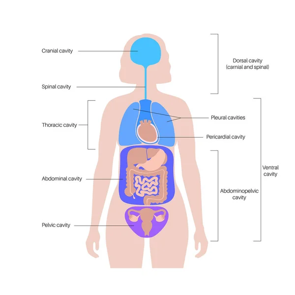 Vücut Çürükleri Anatomik Poster Organlar Organlar Için Kadın Insan Siluetinde — Stok Vektör