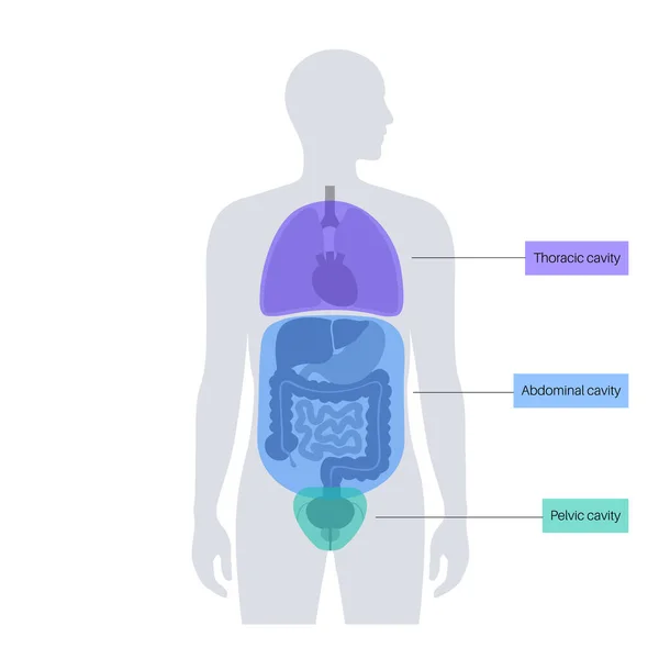 Cartel Anatómico Cavidades Corporales Espacios Silueta Humana Masculina Para Órganos — Archivo Imágenes Vectoriales