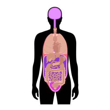 Vücut çürükleri anatomik poster. İç organlar ve iç organlar için erkek insan siluetinde boşluklar. Karında torasik ve abdominopelvic, omurga ve kraniyal kesitli sırt, düz vektör bulunur.