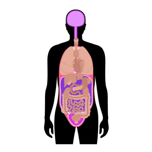 体腔解剖海报 男性人体内部器官和内脏轮廓中的空间 心室包括胸 扁平矢量 — 图库矢量图片