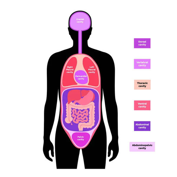 Cartel Anatómico Cavidades Corporales Espacios Silueta Humana Masculina Para Órganos — Vector de stock