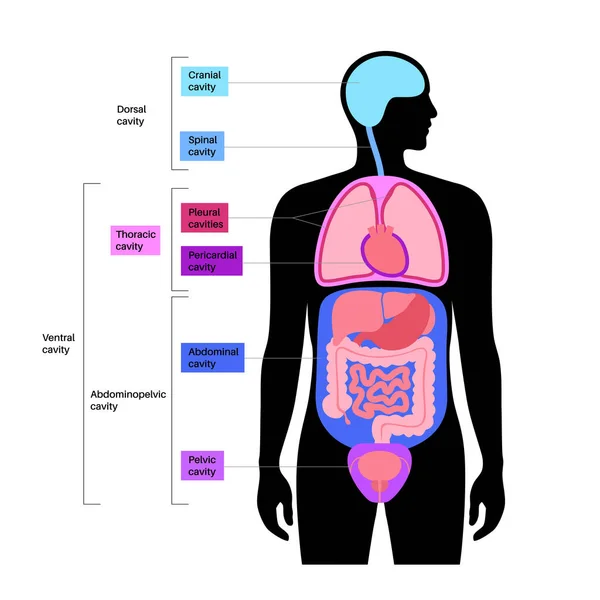 Kroppshålor Anatomisk Affisch Utrymme Manlig Mänsklig Silhuett För Inre Organ — Stock vektor