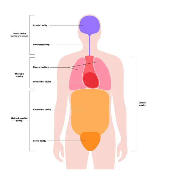 Cavità Del Corpo Poster Anatomico Spazi Silhouette Umana Maschile Organi — Vettoriale Stock