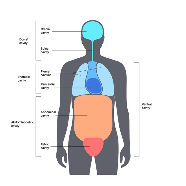 Cartaz Anatómico Das Cavidades Corporais Espaços Silhueta Humana Masculina Para — Vetor de Stock