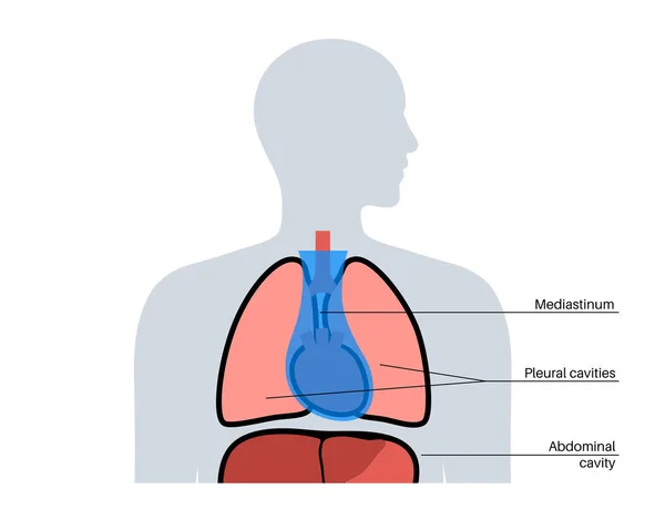 Plakat Anatomiczny Śródpiersia Przestrzeń Klatce Piersiowej Która Zawiera Serce Płuca — Wektor stockowy