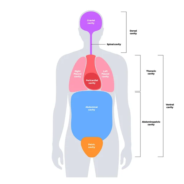 Kroppshålor Anatomisk Affisch Utrymme Manlig Mänsklig Silhuett För Inre Organ — Stock vektor