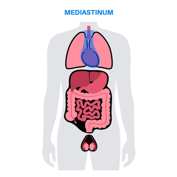 Mediastinum Anatomický Plakát Prostor Hrudníku Který Obsahuje Srdce Plíce Další — Stockový vektor