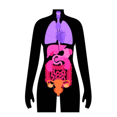 Kadın siluetinde vücut boşlukları ve iç organlar. Karında torasik ve abdominopelvic, omurga ve kraniyal bölümleri olan sırt bulunur. Sindirim, üreme ve solunum sistemleri vektörü