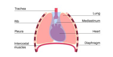 Mediastinum anatomik poster. Göğsünde kalp, akciğer ve diğer yapıları içeren bir boşluk, insan vücudunda göğüs boşluğu. Sol ve sağ plevral oyuk tıbbi düz vektör çizimi