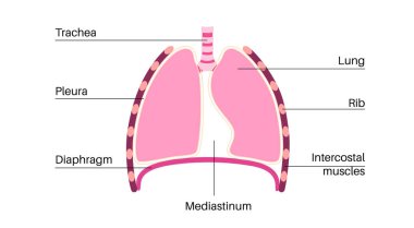 Mediastinum anatomik poster. Göğsünde kalp, akciğer ve diğer yapıları içeren bir boşluk, insan vücudunda göğüs boşluğu. Sol ve sağ plevral oyuk tıbbi düz vektör çizimi