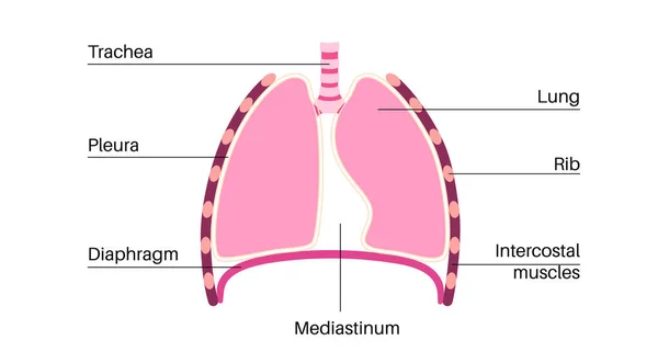 가운데 해부학 포스터 구조를 포함하고 인간의 흉강이다 오른쪽 — 스톡 벡터