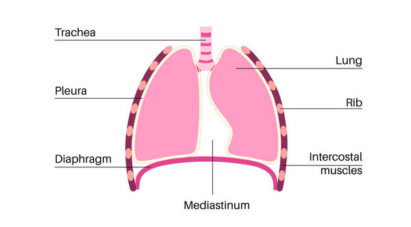 Анатомический плакат Mediastinum. Пространство в груди, которое содержит сердце, легкие и другие структуры, грудная полость в организме человека. Левая и правая плевральная полость медицинская плоская векторная иллюстрация