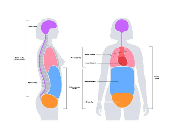 Vücut Çürükleri Anatomik Poster Organlar Organlar Için Kadın Insan Siluetinde — Stok Vektör