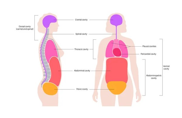 Cartel Anatómico Cavidades Corporales Espacios Silueta Humana Femenina Para Órganos — Archivo Imágenes Vectoriales