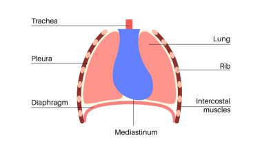 Mediastinum anatomik poster. Göğsünde kalp, akciğer ve diğer yapıları içeren bir boşluk, insan vücudunda göğüs boşluğu. Sol ve sağ plevral oyuk tıbbi düz vektör çizimi