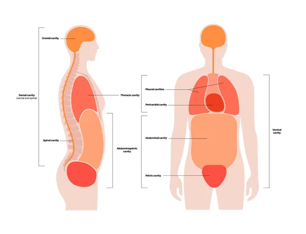 ボディキャビティ解剖ポスター 内臓や内臓のための男性の人間のシルエットのスペース 静脈には胸部と腹壁 脊柱と頭蓋のある背部 平らなベクトルが含まれています — ストックベクタ