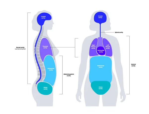 体腔解剖海报 女性人体内部器官和内脏轮廓中的空间 心室包括胸 扁平矢量 — 图库矢量图片