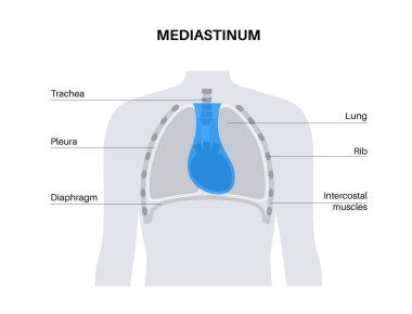 Mediastinum anatomik poster. Göğsünde kalp, akciğer ve diğer yapıları içeren bir boşluk, insan vücudunda göğüs boşluğu. Sol ve sağ plevral oyuk tıbbi düz vektör çizimi