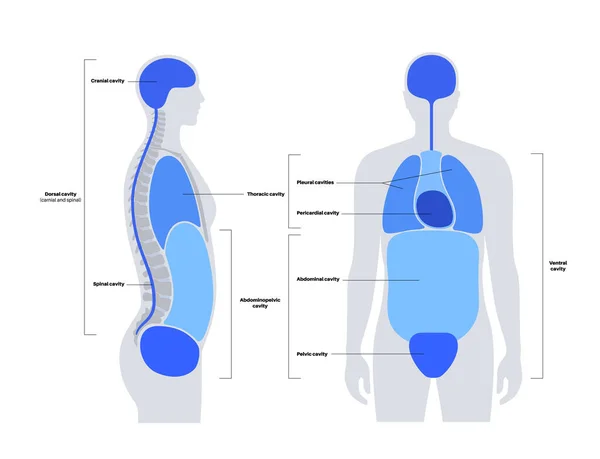 Lichaamsholten Anatomische Poster Ruimtes Mannelijk Menselijk Silhouet Voor Inwendige Organen — Stockvector