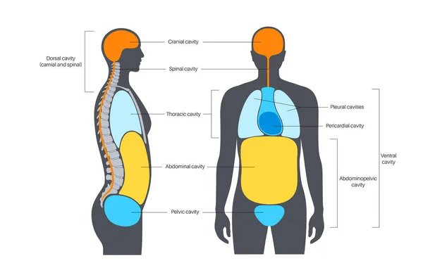 ボディキャビティ解剖ポスター 内臓や内臓のための男性の人間のシルエットのスペース 静脈には胸部と腹壁 脊柱と頭蓋のある背部 平らなベクトルが含まれています — ストックベクタ