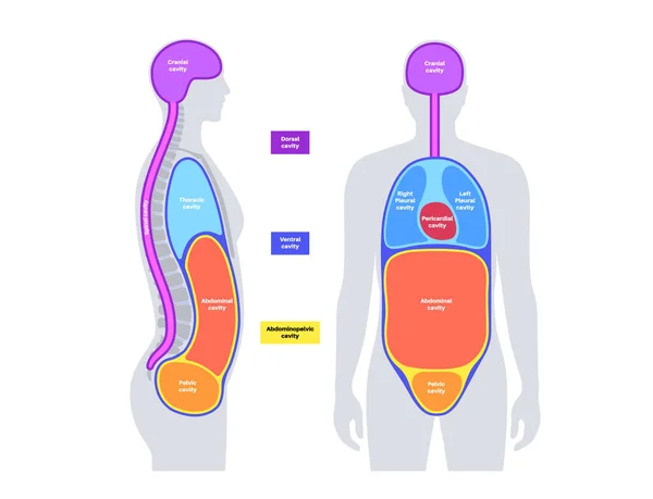 Affiche Anatomique Sur Les Cavités Corporelles Espaces Dans Silhouette Humaine — Image vectorielle