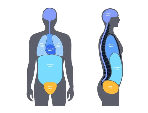 Affiche Anatomique Sur Les Cavités Corporelles Espaces Dans Silhouette Humaine — Image vectorielle