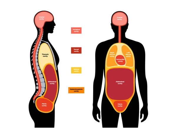 Körperhöhlen Anatomisches Plakat Räume Männlicher Menschlicher Silhouette Für Innere Organe — Stockvektor